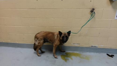 BUBBA - German Shepherd Dog available for adoption