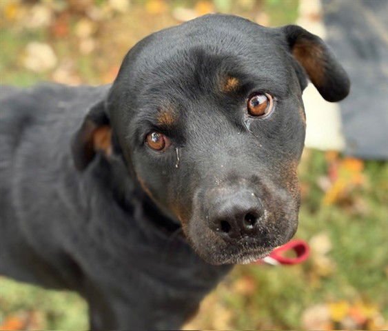 ROSCO - Rottweiler available for adoption