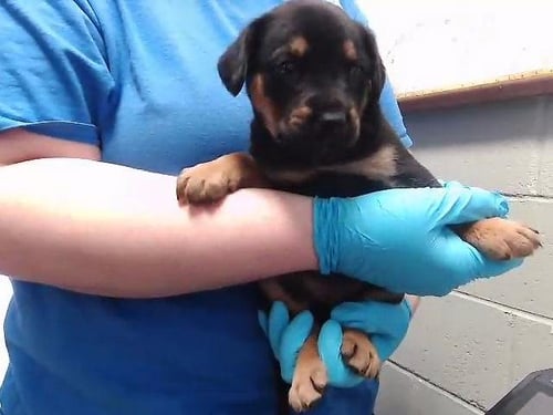 CLAM - German Shepherd Dog available for adoption