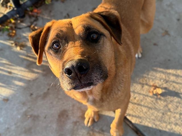 ZIMBA - German Shepherd Dog / Labrador Retriever available for adoption