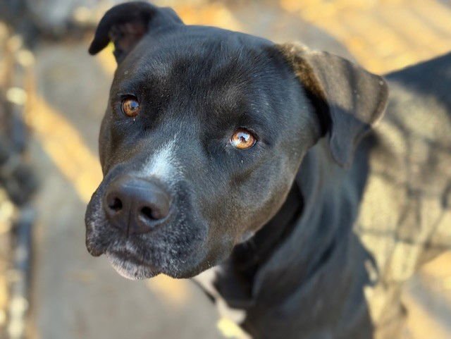 JETHRO - Pit Bull Terrier available for adoption