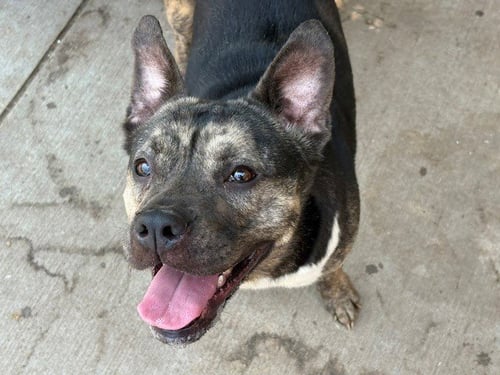 ISIS - Pit Bull Terrier available for adoption