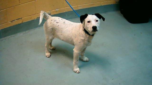 ARCHY - Australian Cattle Dog/Blue Heeler / Pit Bull Terrier available for adoption