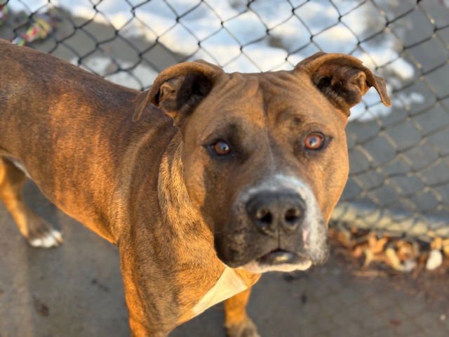 BROWNIE BOII - Pit Bull Terrier available for adoption