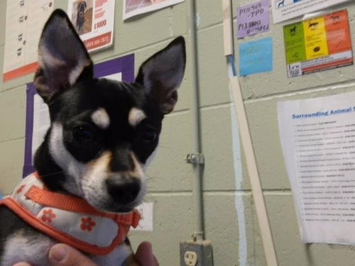 A184048 - Chihuahua available for adoption