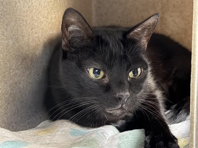 DANTE - Domestic Short Hair available for adoption