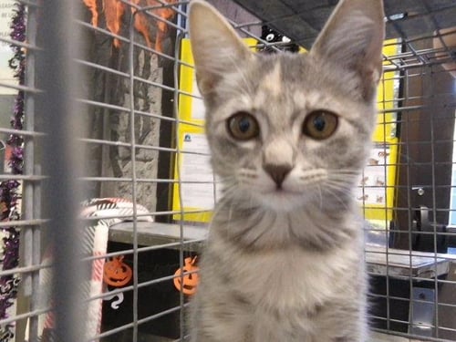BERNADETTE - Domestic Short Hair available for adoption