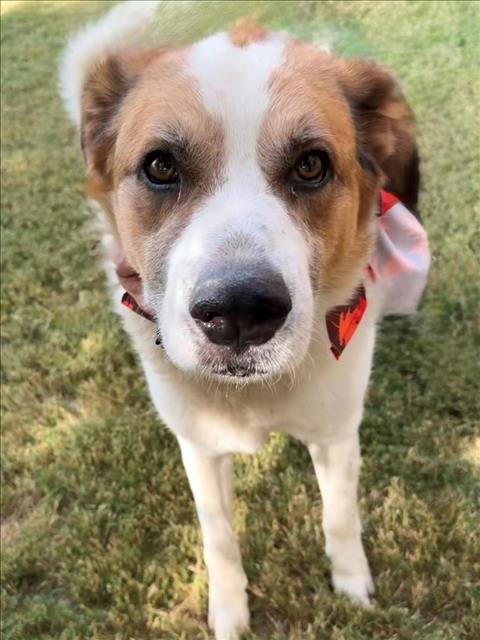 KIRKO BANGZ - Great Pyrenees available for adoption