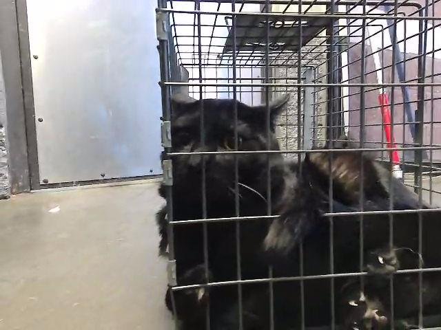 BO - Domestic Short Hair available for adoption