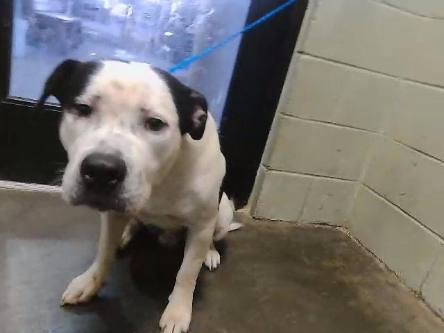 SPOT - Pit Bull Terrier available for adoption