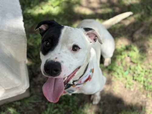 BOMBER - Pit Bull Terrier available for adoption