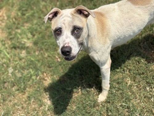 MAYA - Pit Bull Terrier available for adoption