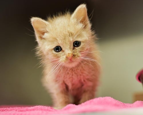 PERRY - Domestic Short Hair available for adoption