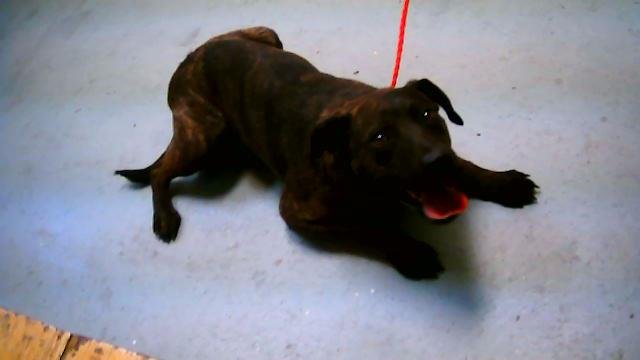 CLEETIS - Pit Bull Terrier available for adoption