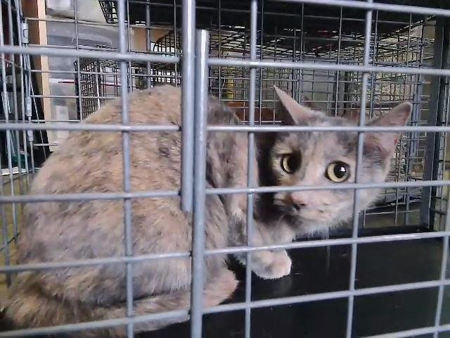 SANDY - Domestic Short Hair available for adoption