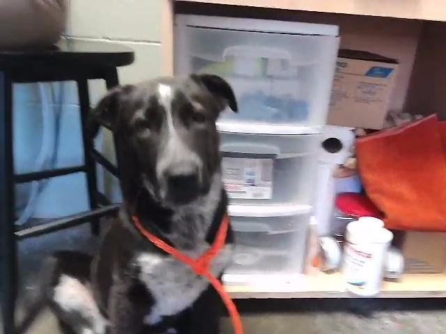 FELIX - Labrador Retriever available for adoption