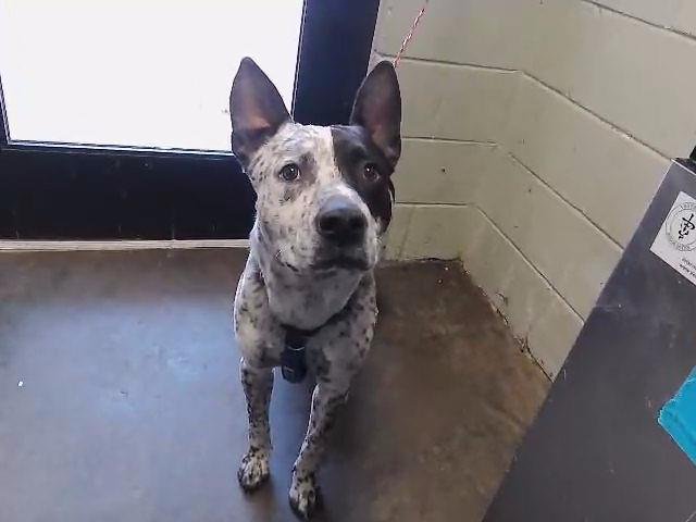 JACK - Australian Cattle Dog/Blue Heeler / Pit Bull Terrier available for adoption