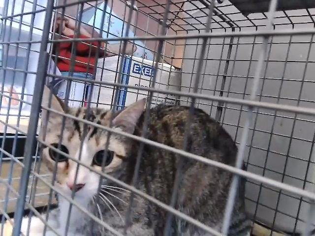 CLEOCATRA - Domestic Short Hair available for adoption