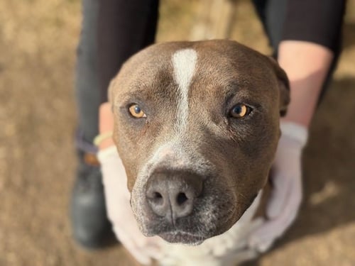 BLU - American Bulldog available for adoption