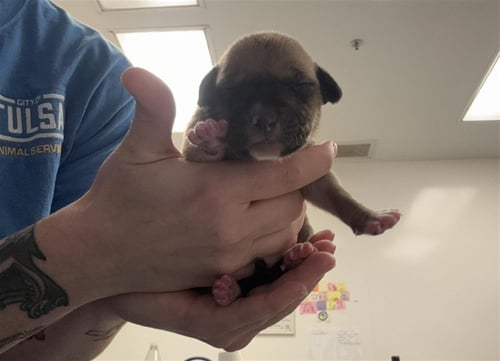 LAKE - Pit Bull Terrier available for adoption