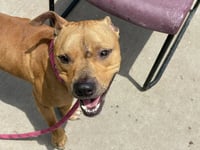REGGIE - Photo 1
