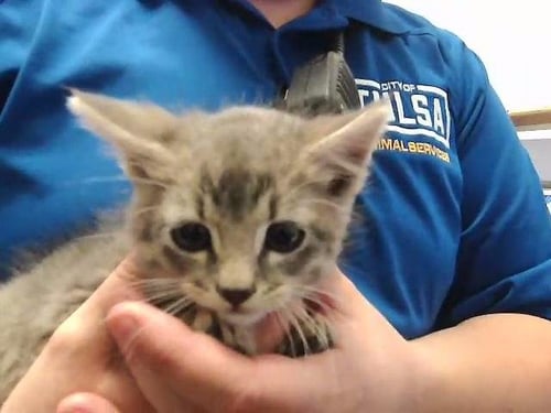 MOLLY - Domestic Short Hair available for adoption