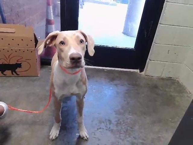 SONNY - Weimaraner available for adoption
