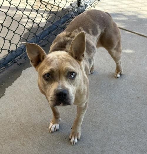 SABRINA - Pit Bull Terrier available for adoption