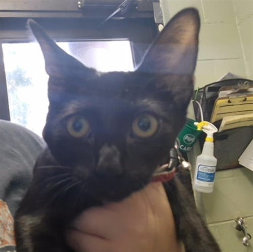 SABBATH - Domestic Short Hair available for adoption