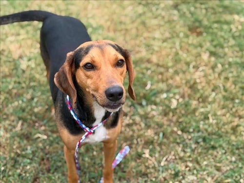 COPPER - Black and Tan Coonhound / German Shepherd Dog available for adoption