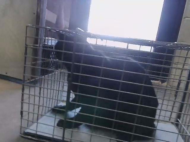 AVERY - Domestic Short Hair available for adoption