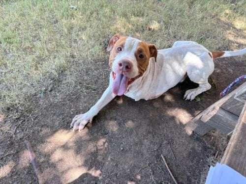 MONEY - Pit Bull Terrier available for adoption