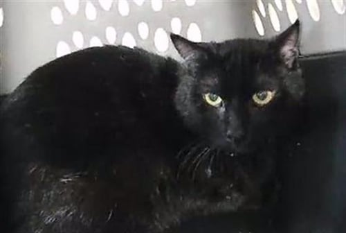 TINY - Domestic Short Hair available for adoption