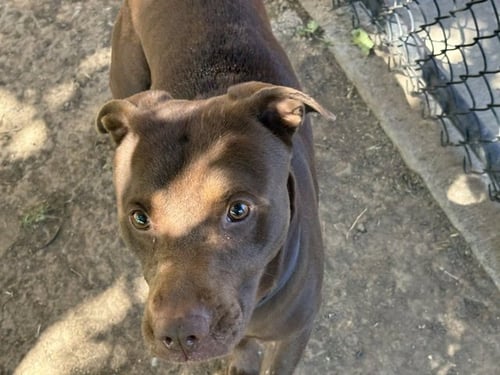 HARLEY - Pit Bull Terrier / Labrador Retriever available for adoption