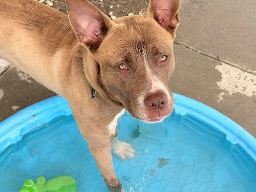 CHUCK - Australian Kelpie available for adoption