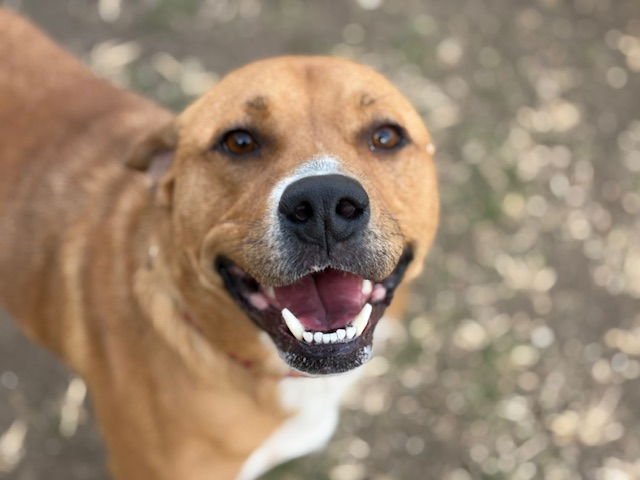 VONI - Queensland Heeler available for adoption