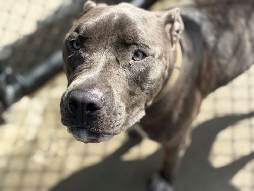 BLUE - Pit Bull Terrier available for adoption