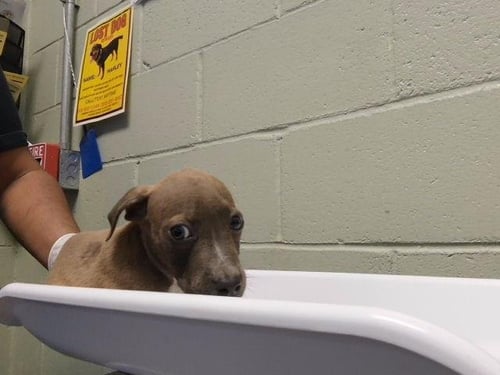 DUMPLING - Pit Bull Terrier available for adoption