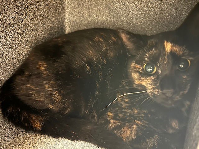 CALLIE - Domestic Short Hair available for adoption