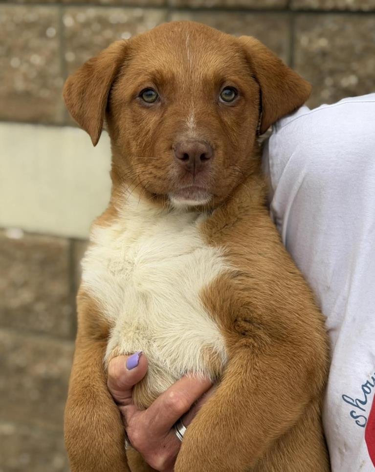 SAMSON - Labrador Retriever available for adoption