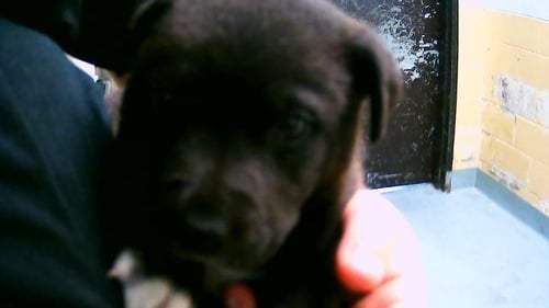 ASPEN - Pit Bull Terrier available for adoption