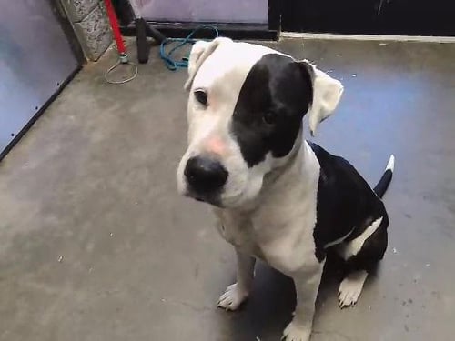 NIXIE - Pit Bull Terrier available for adoption