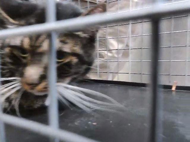 WHISKERS - Domestic Short Hair available for adoption