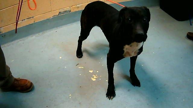 THE FLASH - Pit Bull Terrier available for adoption