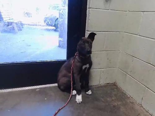 SASHA - German Shepherd Dog available for adoption