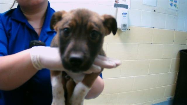 RICKY - Pit Bull Terrier available for adoption