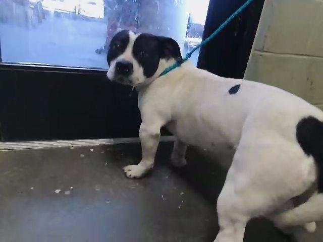 PINTOW 2 - Staffordshire Bull Terrier available for adoption