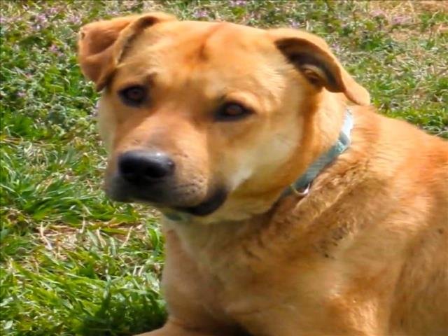 BEAR - Labrador Retriever available for adoption