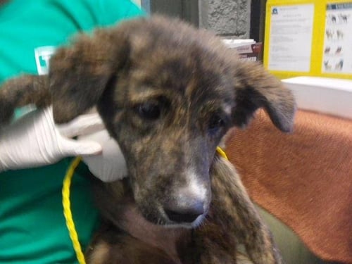 SWEET PEA - Australian Shepherd available for adoption