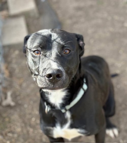 WADSWORTH - Labrador Retriever available for adoption